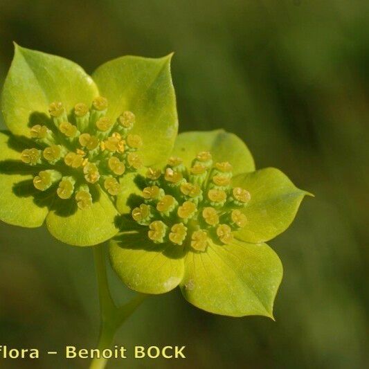 Bupleurum subovatum Flower