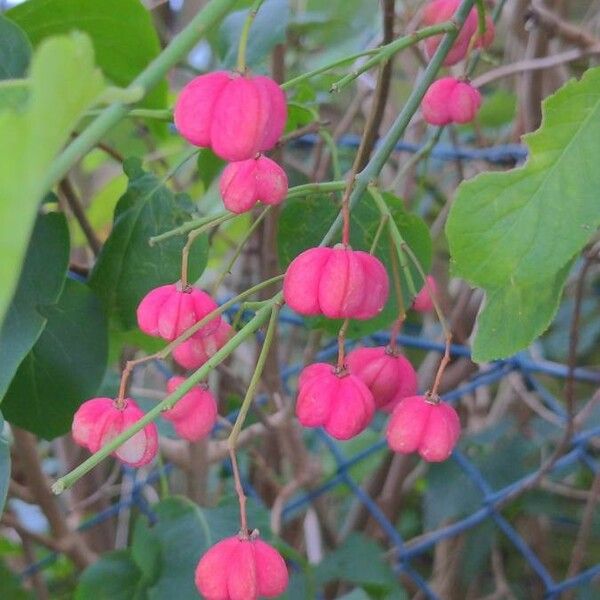 Euonymus europaeus Other