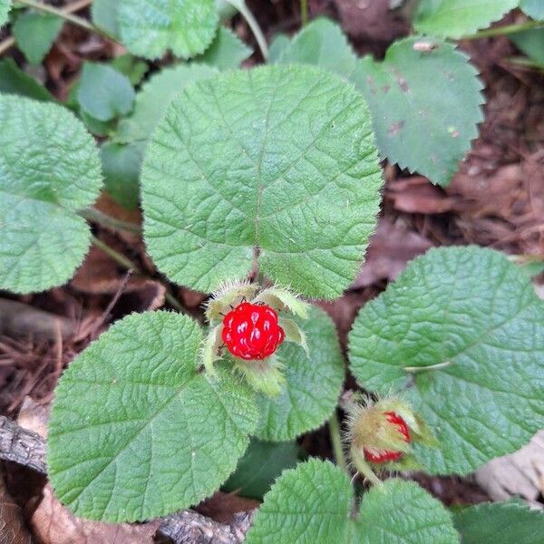 Rubus pectinellus Frukt