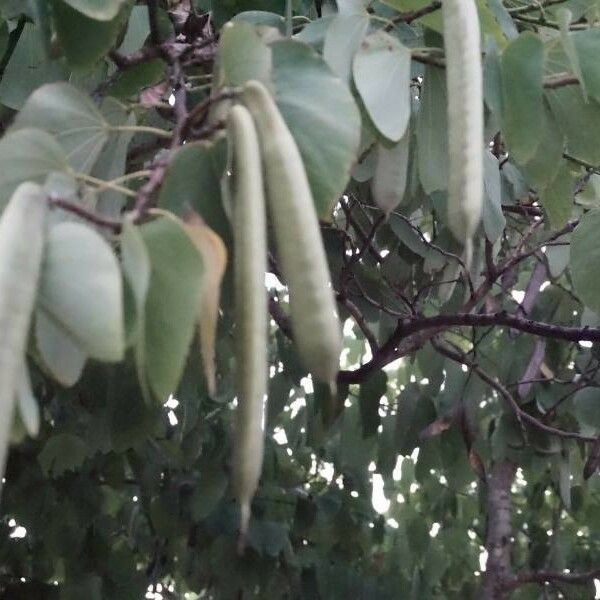 Bauhinia monandra Fruit