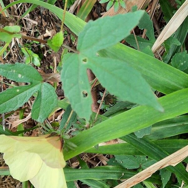 Hibiscus surattensis Blad