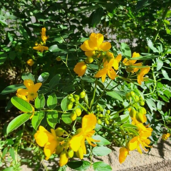 Senna occidentalis Õis