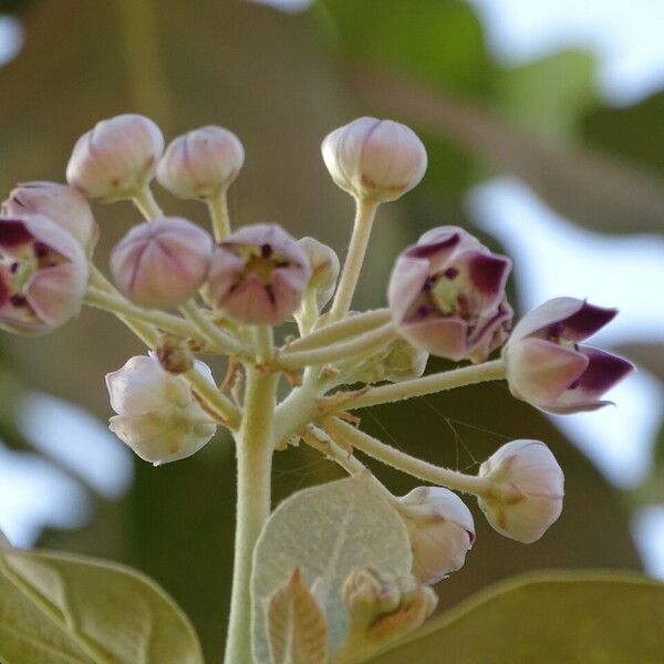 Calotropis procera Blomst