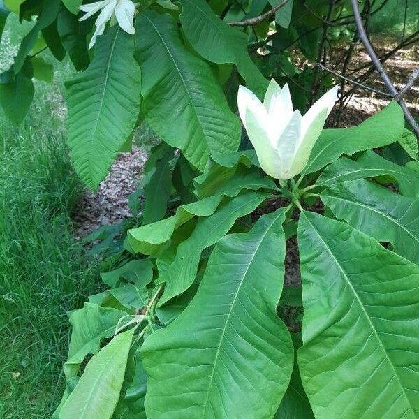 Magnolia tripetala Kvet