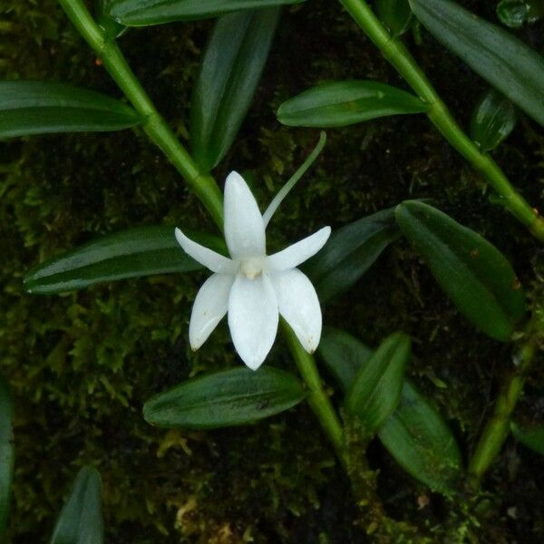 Angraecum ramosum Цветок