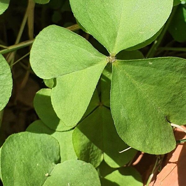 Oxalis debilis Листок