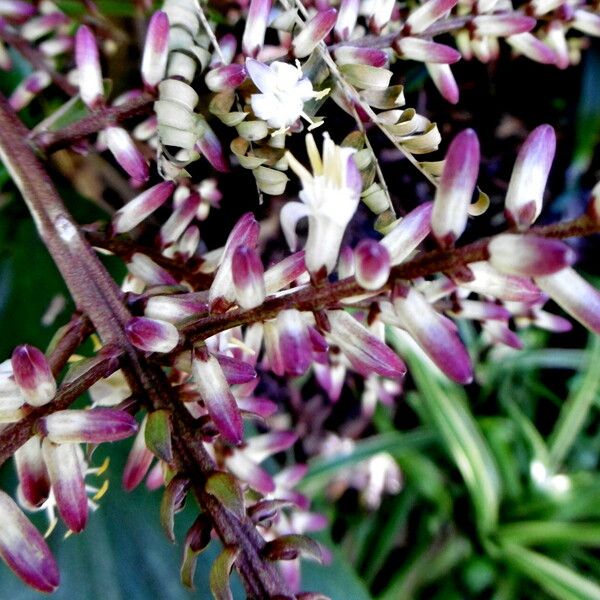 Cordyline fruticosa പുഷ്പം