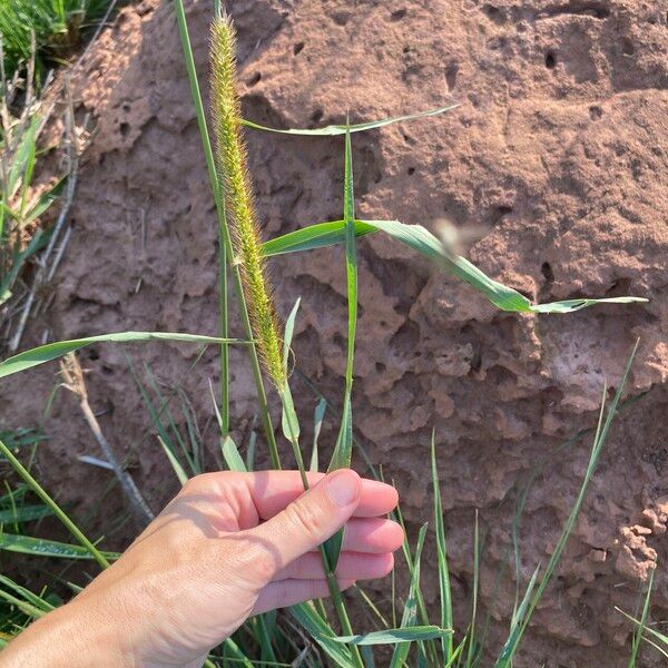 Setaria sphacelata Lorea