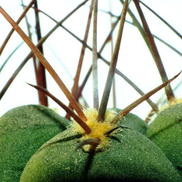 Gymnocalycium pflanzii Φύλλο