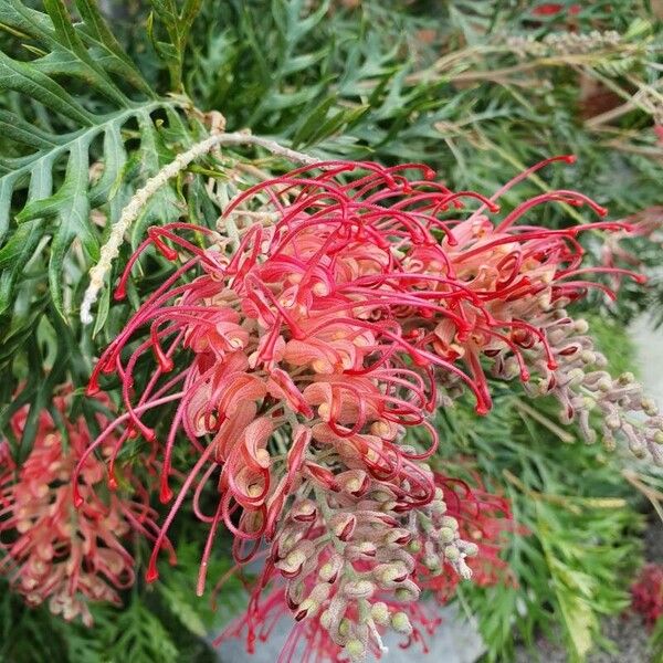 Grevillea banksii Кветка