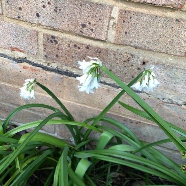 Allium triquetrum Blodyn