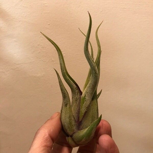 Tillandsia paucifolia Leaf