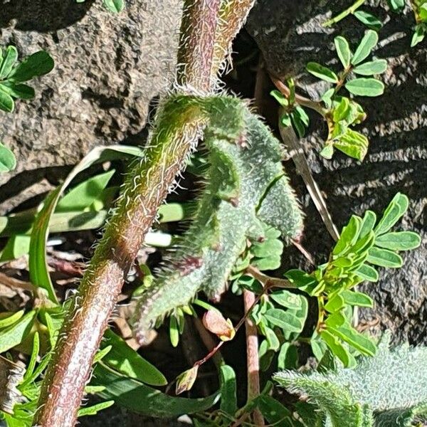 Tridax procumbens Листок