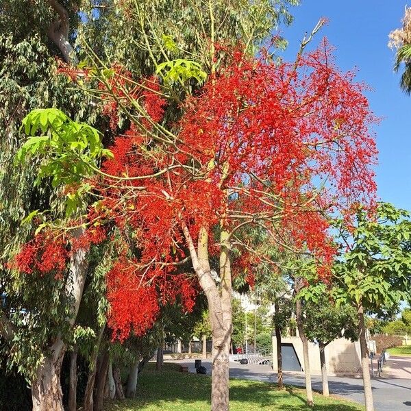 Brachychiton acerifolius Flors