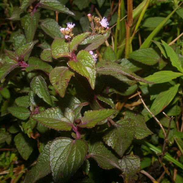 Fleischmannia pratensis Habitat