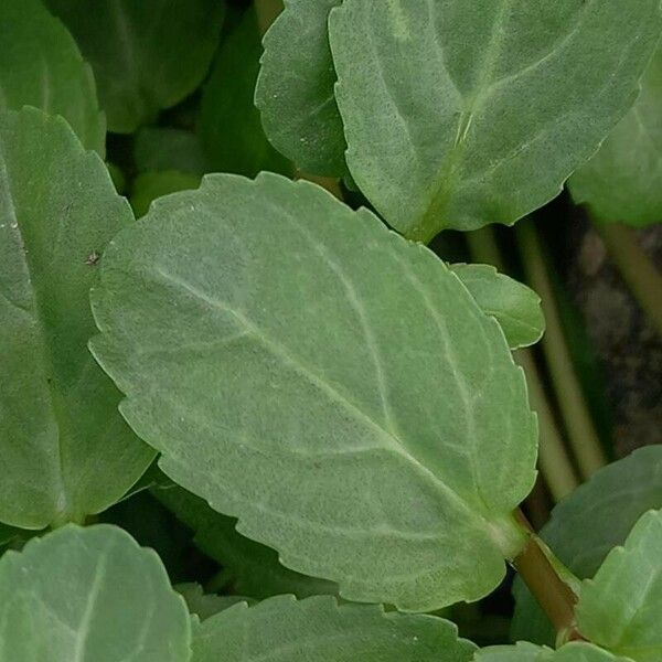 Veronica beccabunga Feuille