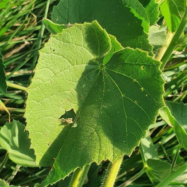 Abutilon mauritianum Folha