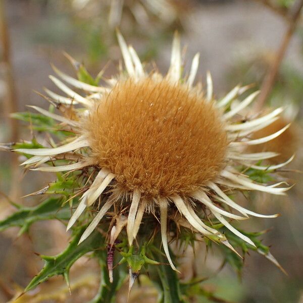 Carlina vulgaris Frukt