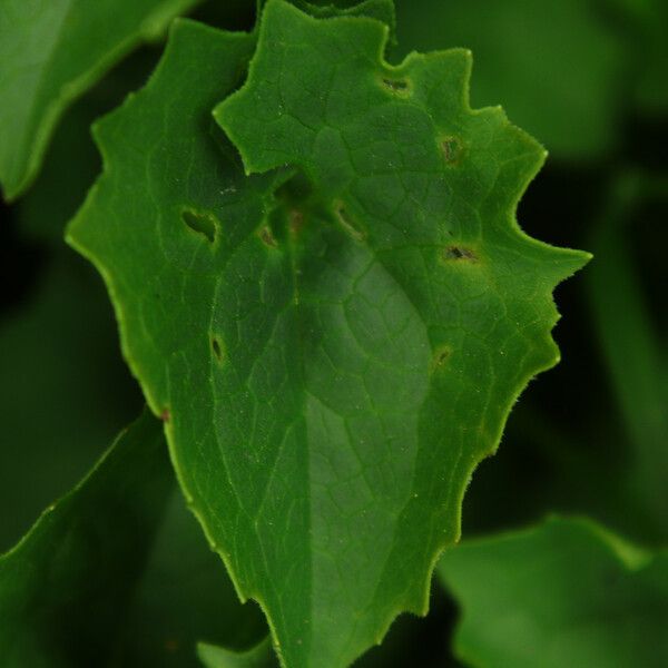 Doronicum austriacum Blad