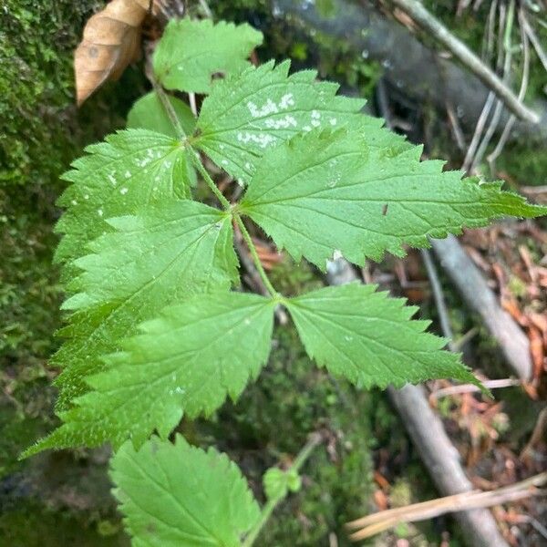 Veronica urticifolia Feuille