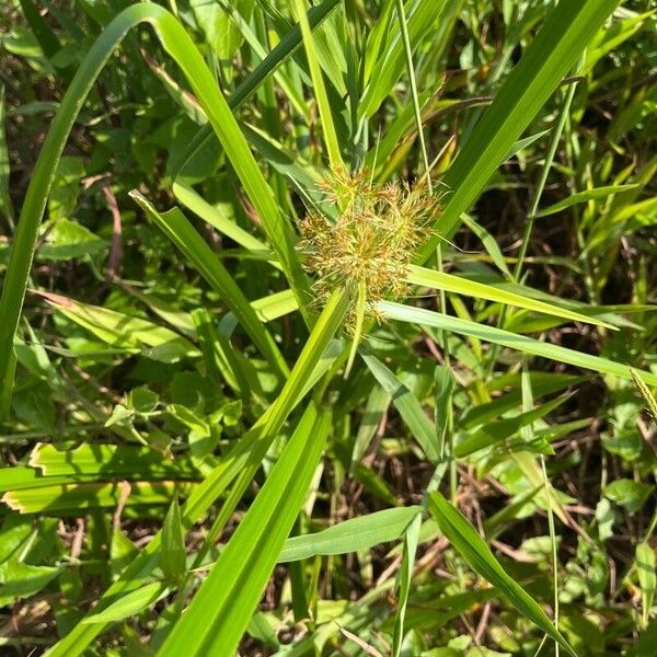 Cyperus odoratus Folha