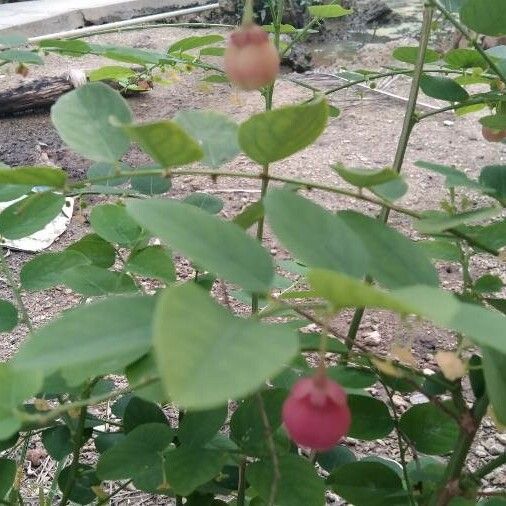 Sauropus androgynus Fruit