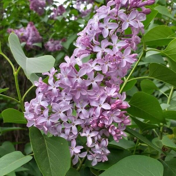 Syringa vulgaris Цветок