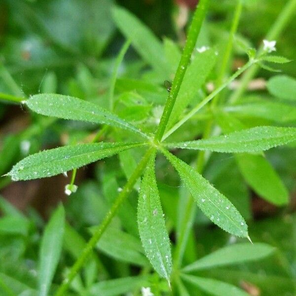 Galium aparine Leht