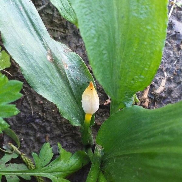 Allium ursinum Flower