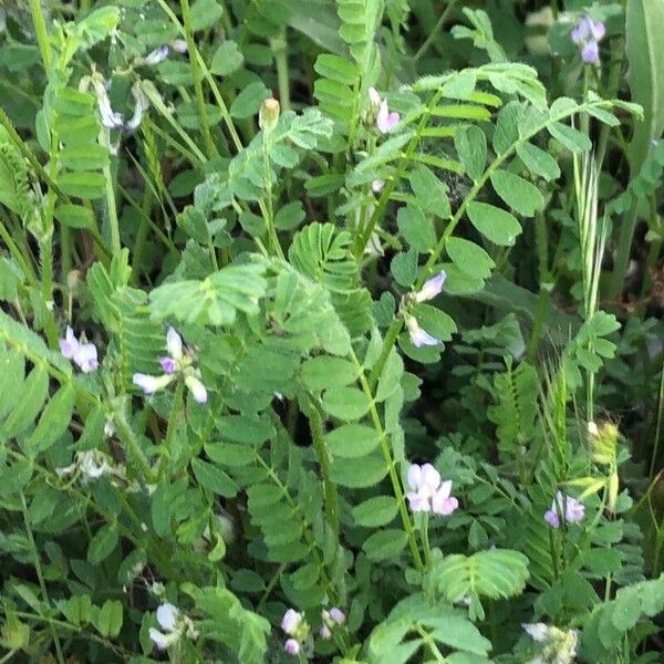 Astragalus pelecinus Hoja