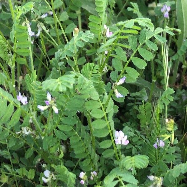 Biserrula pelecinus Leaf