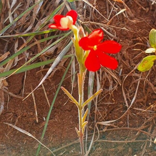 Striga asiatica Flower