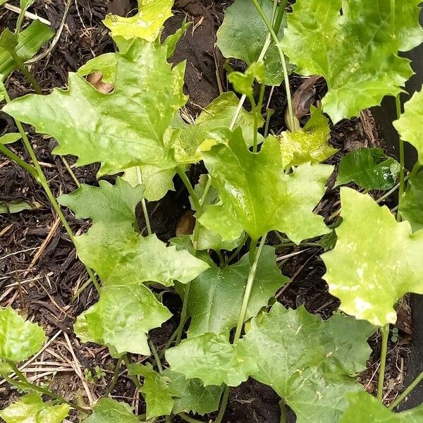 Luffa aegyptiaca Folha