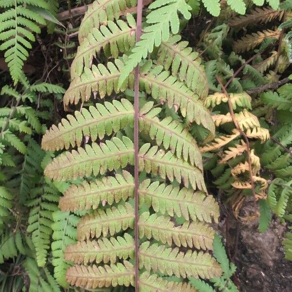 Arthropteris orientalis Blad