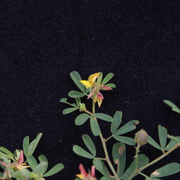 Crotalaria medicaginea 形態