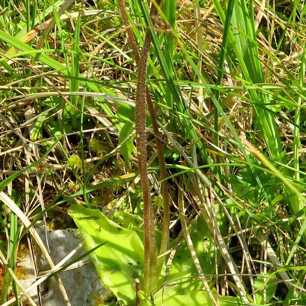 Pinguicula vulgaris 整株植物