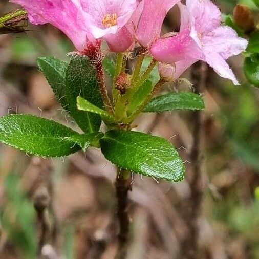 Rhododendron hirsutum 花