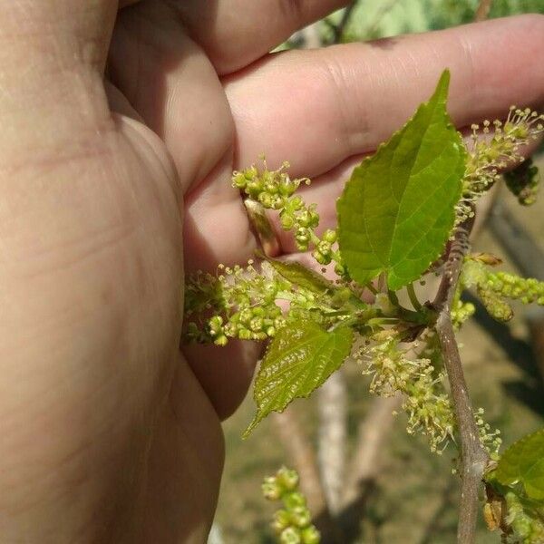 Morus alba Blatt