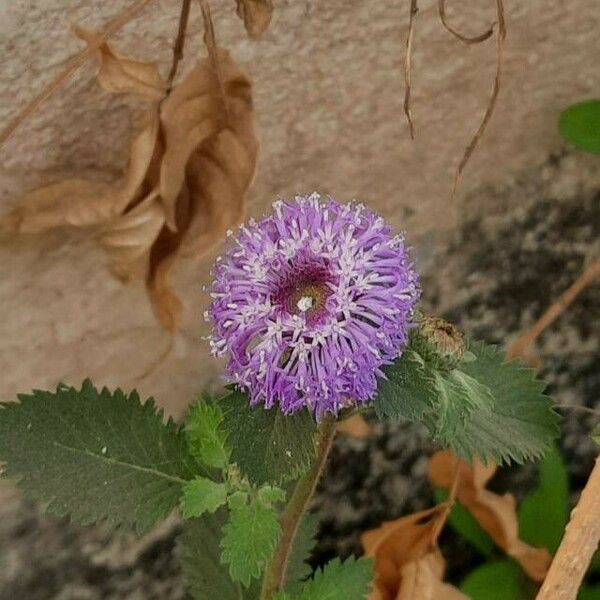 Centratherum punctatum Flors