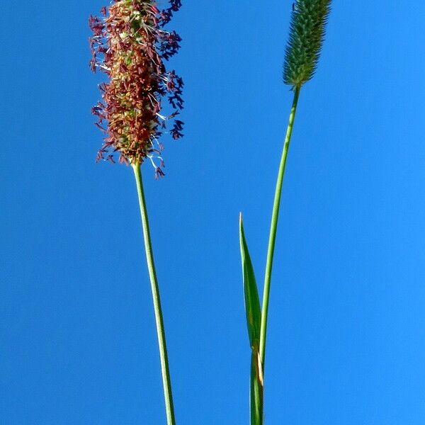 Alopecurus pratensis Flower