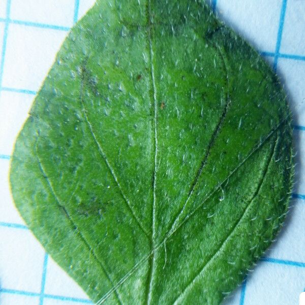 Parietaria lusitanica Leaf