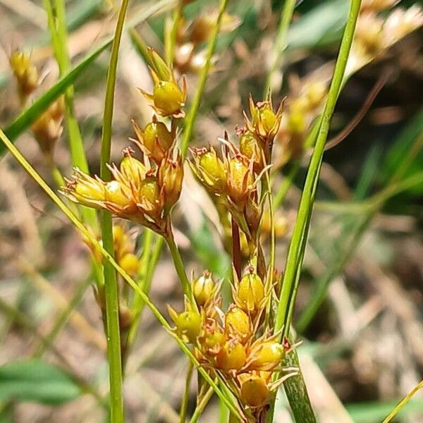 Juncus tenuis Fruct