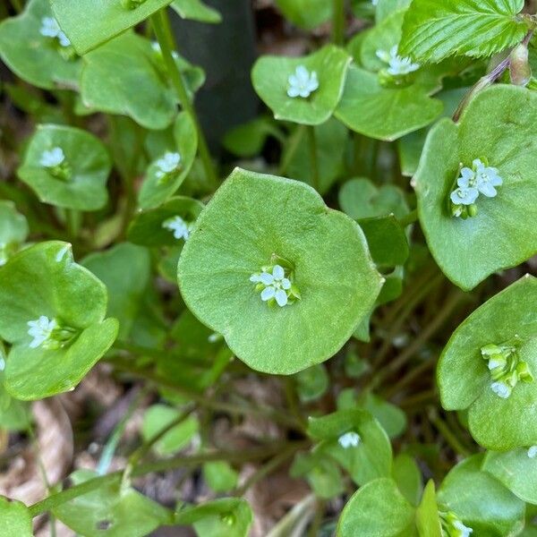 Claytonia perfoliata Ліст