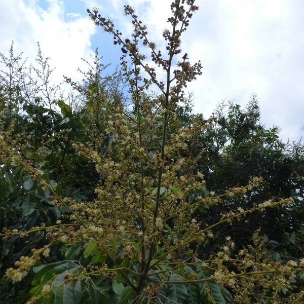 Dimocarpus longan Flower