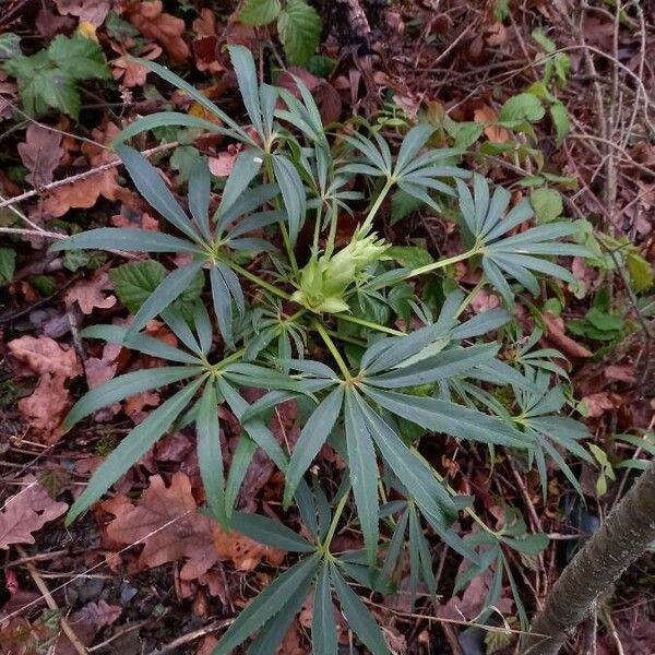 Helleborus foetidus Habitus