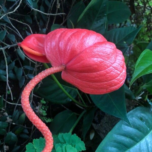 Anthurium scherzerianum Flower