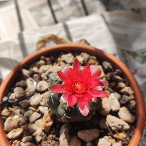 Gymnocalycium baldianum Flor