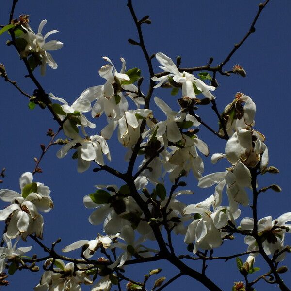 Magnolia kobus Flower