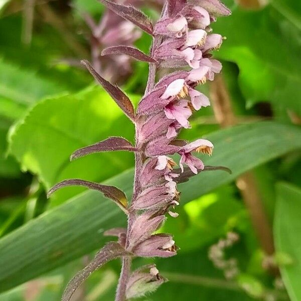 Odontites vernus Flower