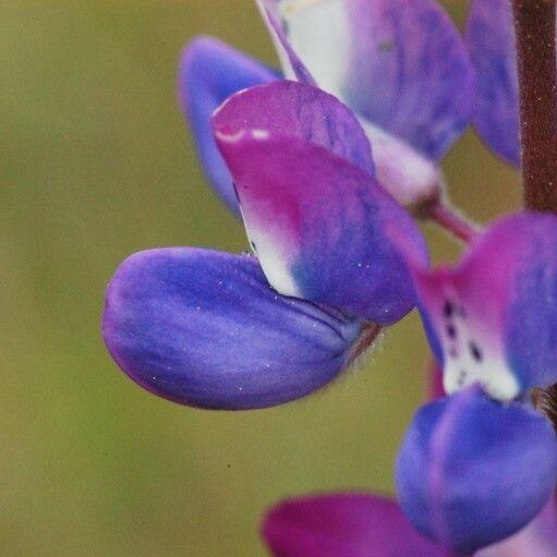 Lupinus bicolor Цветок